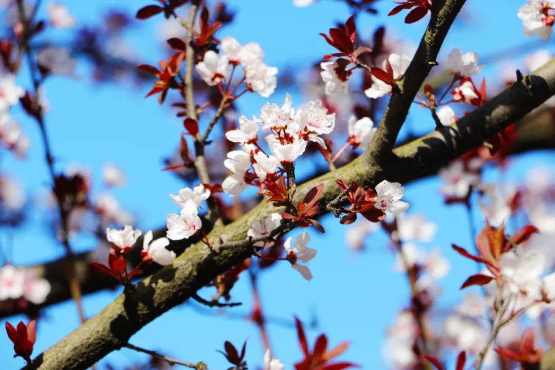 1649492020176557.jpg 5.jpg