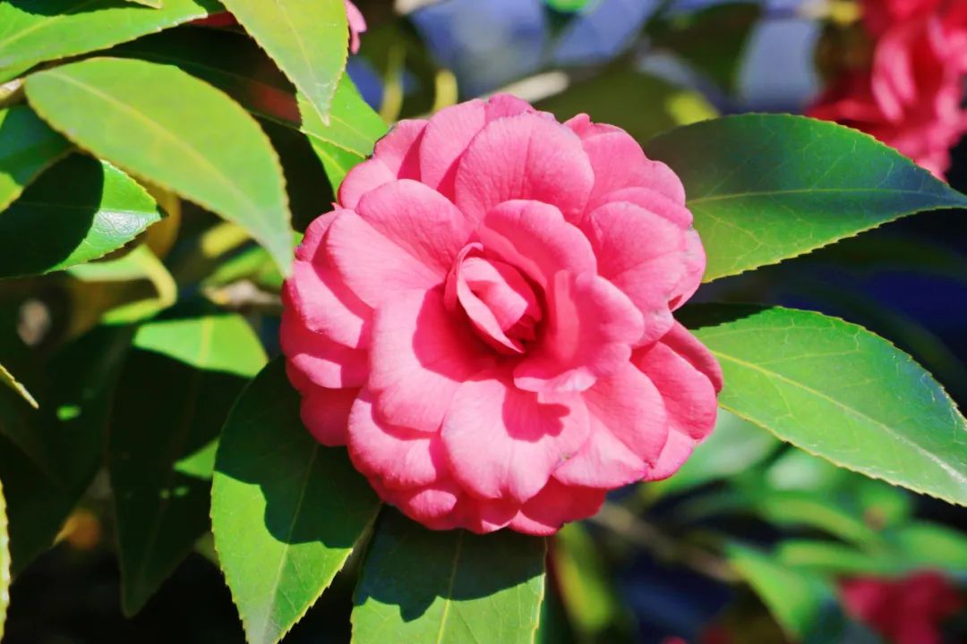 1649492045677604.jpg 10.jpg