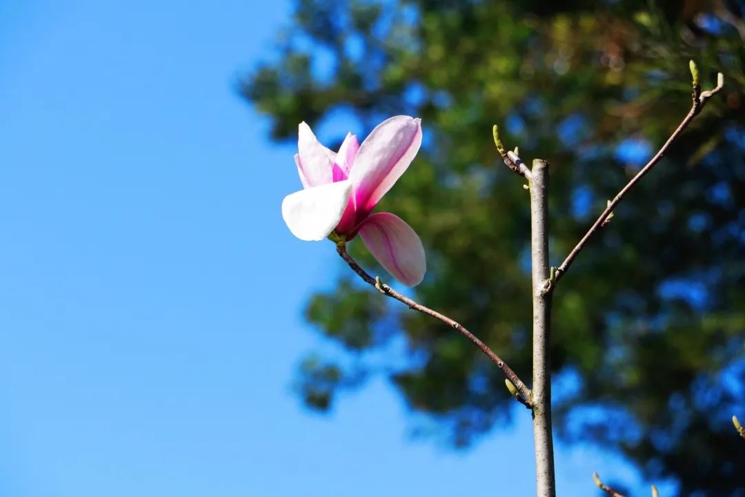 1649492050635693.jpg 11.jpg