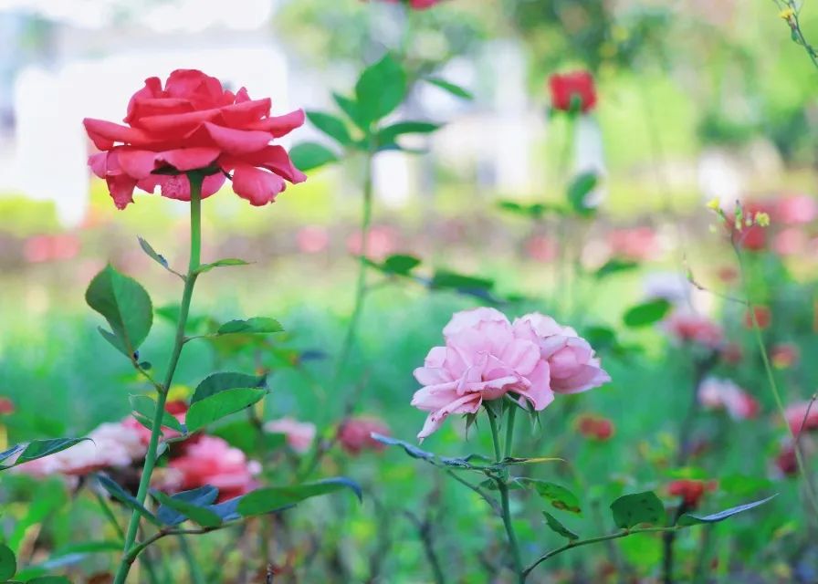 1652084455115295.jpg 15.jpg