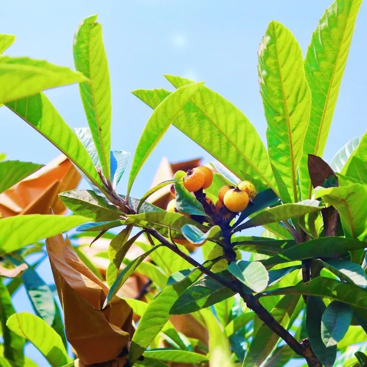 1652084523994008.jpg 20.jpg