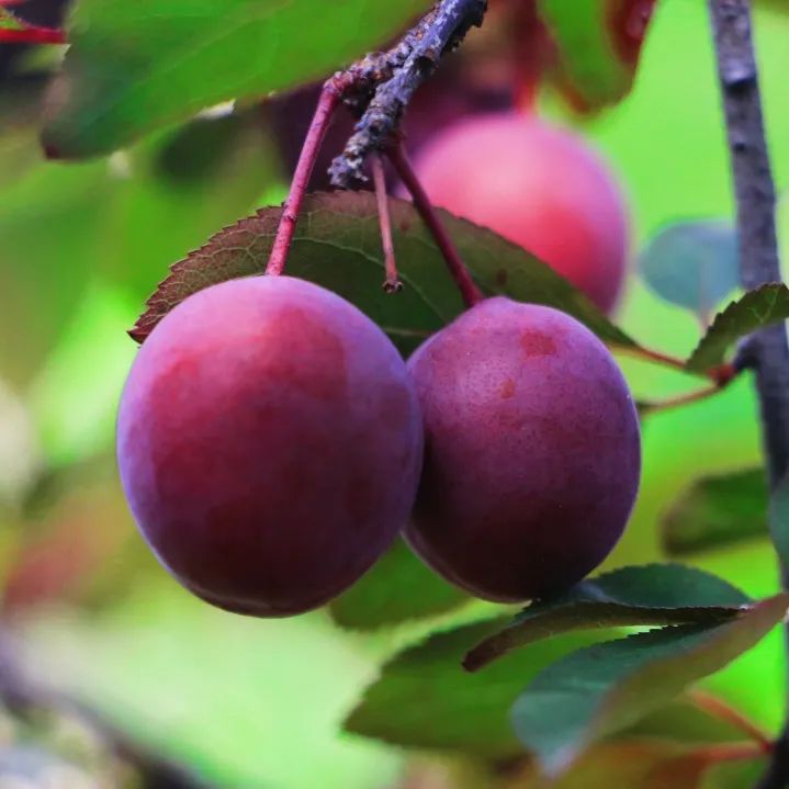 1652084531158932.jpg 22.jpg