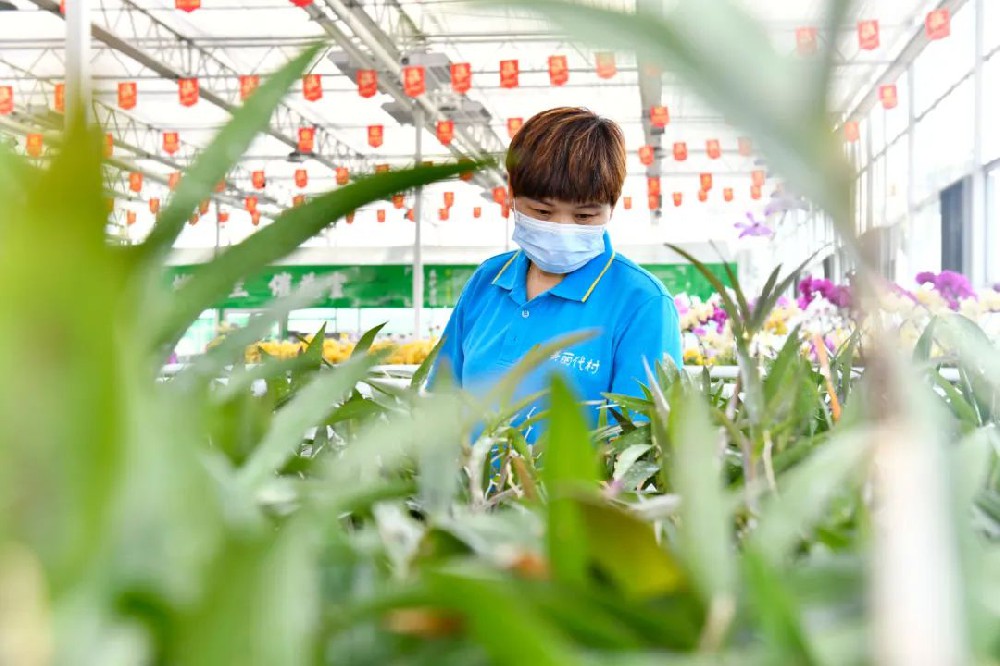 思客問答丨數(shù)字鄉(xiāng)村建設建什么？怎么建？誰來建？